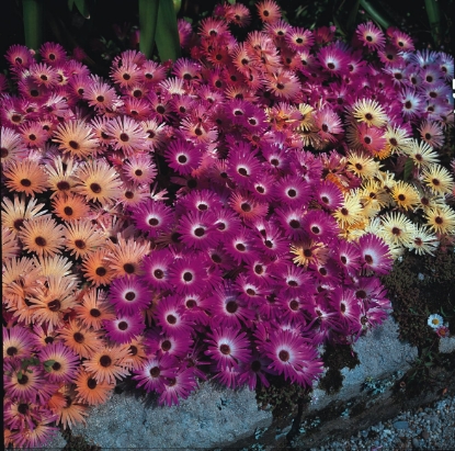 Picture of Mesembryanthemum - Magic Carpet